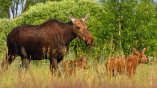 typhlonectes:Humans Are Worse Than Radiation for Chernobyl Animals, Study Findsby Tania Rabesandrata