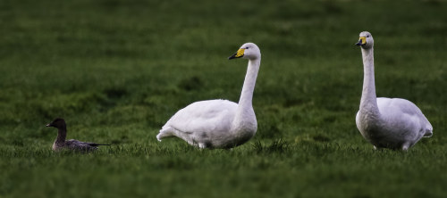 tiz-aves:[Genus] | CygnusThe genus Cygnus, more commonly known as swans is a small genus in the fami