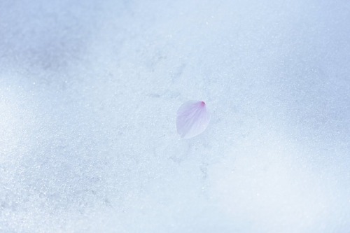 ４月最後の日に雪が積もるなんて思わなかったなぁ雪の上に散る桜なんて初めて見たかも❄