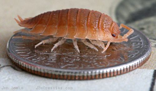 Isopods. They are also called sow bugs, or woodlice. Wiki says they have about a dozen other very ri