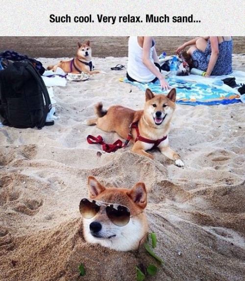lolshtus:Doge On Beach Day