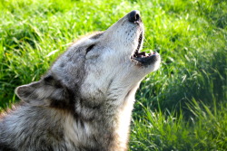 wolfparkinterns:  Ayla’s morning howl