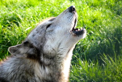 Wolfparkinterns:  Ayla’s Morning Howl