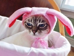 bunny cat is not happy