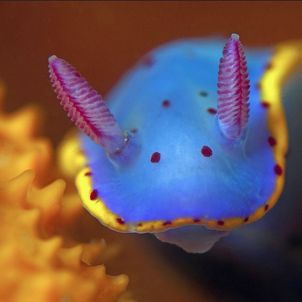 ainawgsd:Rainbow of Sea Slugs-Blue