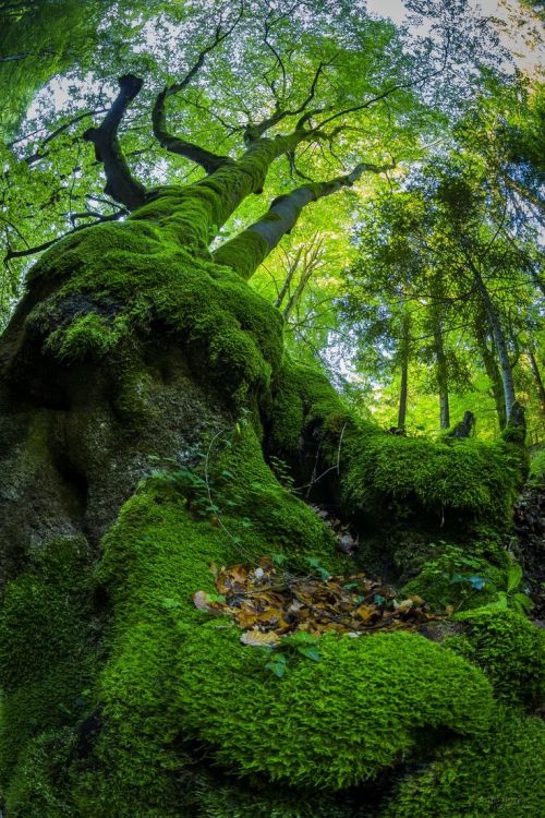 coiour-my-world:The moss by Anto Barisic