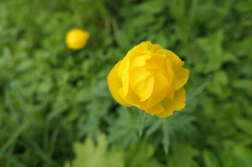 anskupics