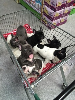 poochcrew:  Excuse me, which isle were those?