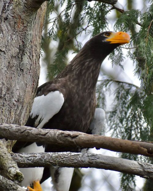 Eagles with bright yellow beaks! They cawed very loudly at some other birds flying overhead. Yelling