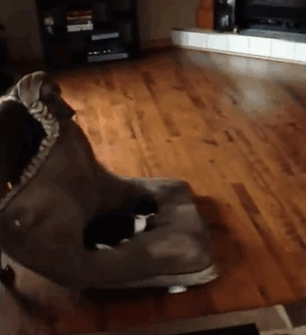 tastefullyoffensive: Cats are adorable little jerks.