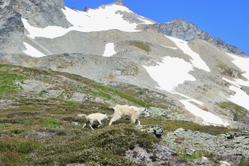 burningmine:Mountain Goats at Sahale Arm, July 2019