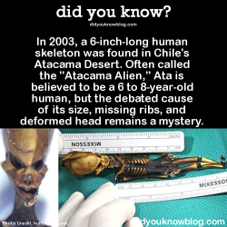 did-you-kno:  In 2003, a 6-inch-long human