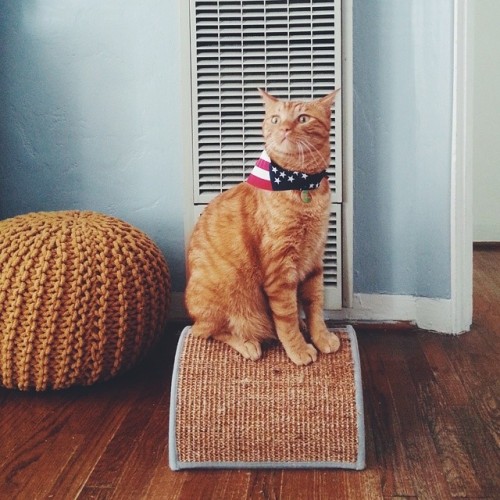 michelleyapphoto: Patriotic Percy. Amurica. #happy4th #cat