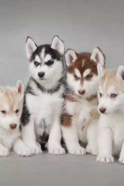 I will own a bunch of them (: