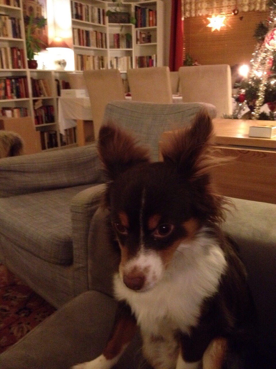 awwww-cute:  My moms dog wasnt his usual relaxed self last night