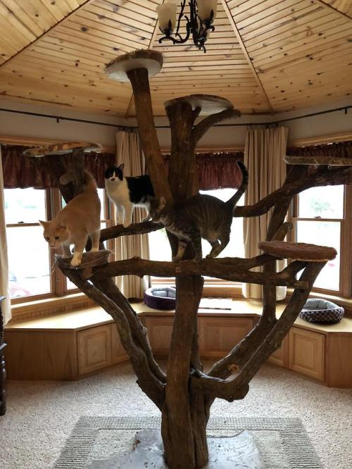 awwcutefuzzyanimals:We just wanted a “cat tree”….and this is what husband deliver
