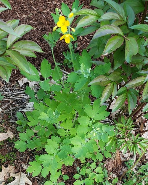 Found this sweet little native wood poppy while weeding today. Weeded around it of course! Left me w