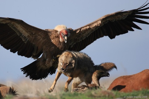 zsl-edge-of-existence: Back in the Ice Age, it wasn’t difficult for California condors to