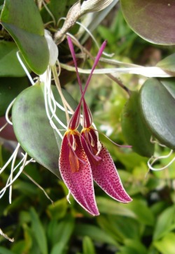 orchid-a-day: Restrepia condorensis March 2, 2017 