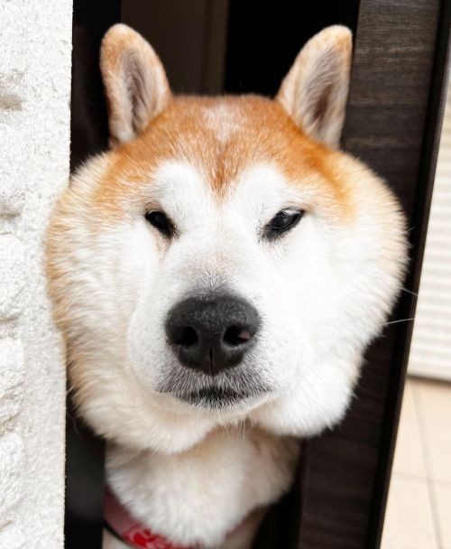 * Blind but she always watching me . . 風強いけど いっきますよー#shiba#shibainu#glaucomadog#dogislove#uni#unih