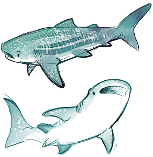 sharkhugger:sharkie-19:Whale shark and Great White sharks. :)Too cute ^^