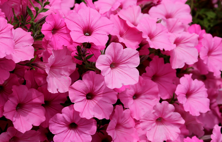 50bestphotos:  prettier in pink by alfmphotography http://500px.com/photo/44822194