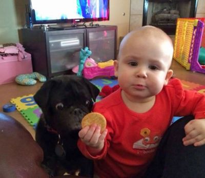 Somebody REALLLLLY wants that biscuit!
❤ ❤ Lol ! ❤ ❤
#funnypets