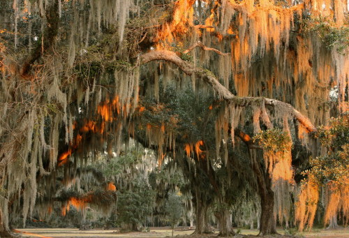 expressions-of-nature:Fontainebleau State Park, Louisiana by Lana Gramlich