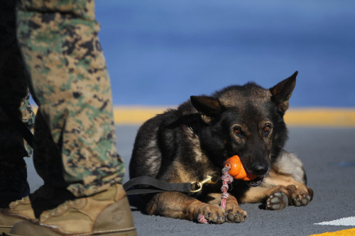 Simple joys. Micky, a patrol/explosives detection dog with the 24th Marine Expeditionary Unit, takes