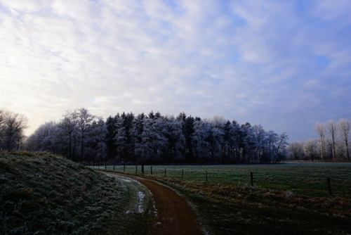 Frozen Wisentbos.Dronten, Netherlands