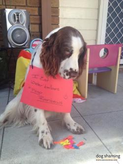 dogshaming:  Magic!!  Magic - I eat water balloons &amp; poop rainbows