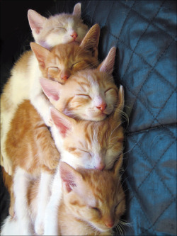 cute-overload:  Pile O’ Kittenshttp://cute-overload.tumblr.com