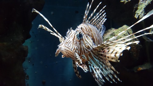 lionfish