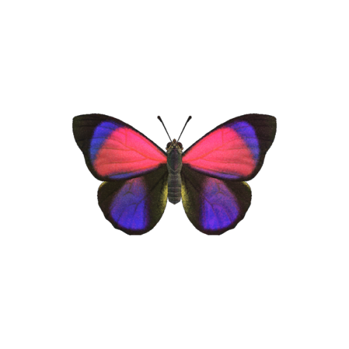 lolonnois:butterflies - animal crossing: new horizons (2020)