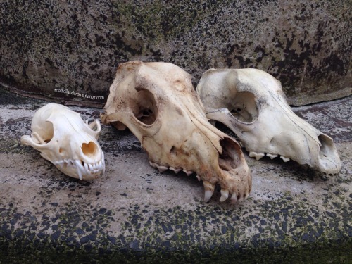roadkillandcrows: Some comparison pics of my new Alsatian skull and the dog skull I already had. Als
