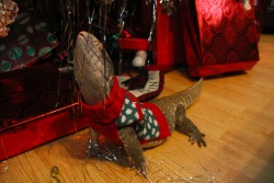 lordemusic:  theslinkylizard:  Odin got to explore the Christmas tree while in his new outfit! He looks like a little dragon guarding its hoard!!! XD For anybody wondering the tree is fake!  that’s more like it 