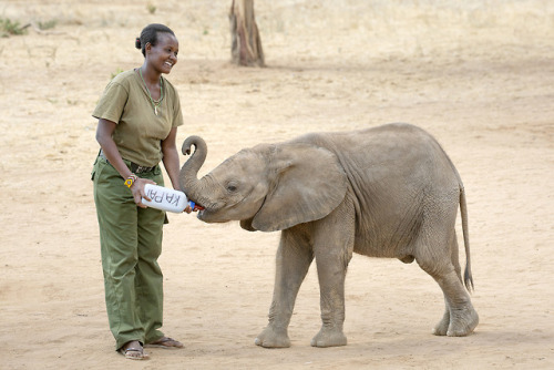 There is an increase in orphaned elephants in northern Kenya due to severe drought, floods, human-el