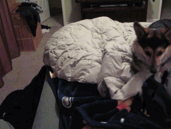 owlberta:  grim-badwolf:  grim-badwolf:  Ein decided he didn’t want me to go to