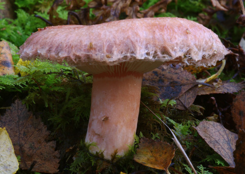 Wooly Milkcap:There are several species of milkcap with a shaggy, wooly cap edge. This one is pretty