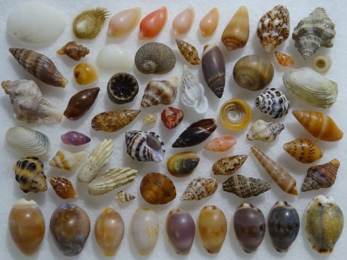jetix:Shells collected from Omaezaki Beach