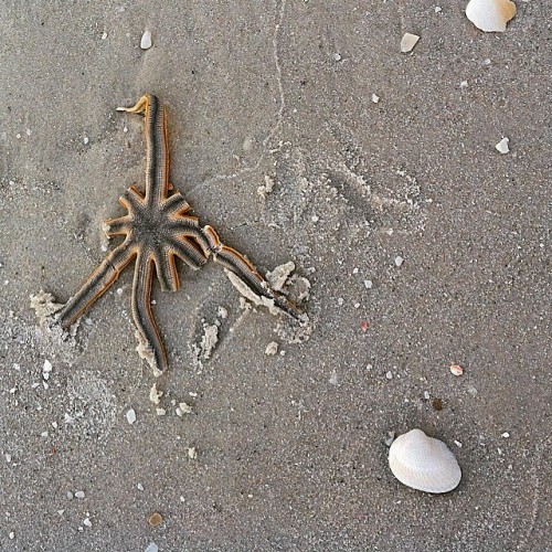 Dead starfish. I think it&rsquo;s giving me the finger. #fyoutoo #itsthecircleoflife (at Gulf Shore