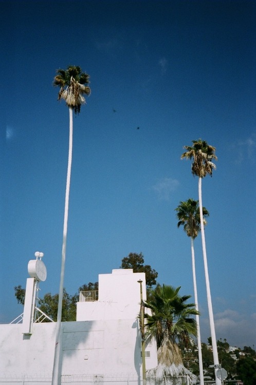 Los Angeles a white wet dream November 2015. Photo @hermespittakos