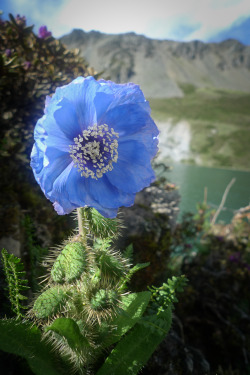 gyclli:  Himalayan Blue Poppy ‘Meconopsis’,