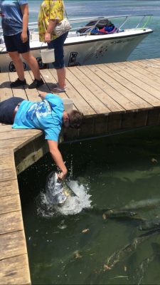 Feeding tarpon in the Keys!