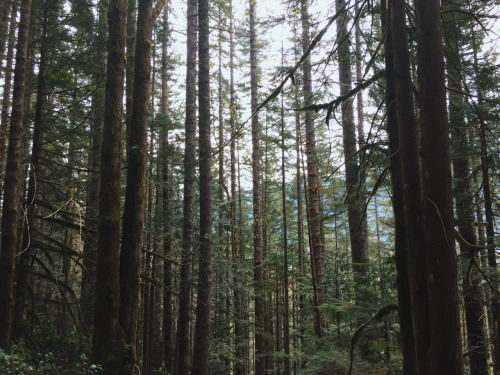 Hiking at the Heybrook Lookout trail was painfully rewarding. It&rsquo;s deceptively a short hik