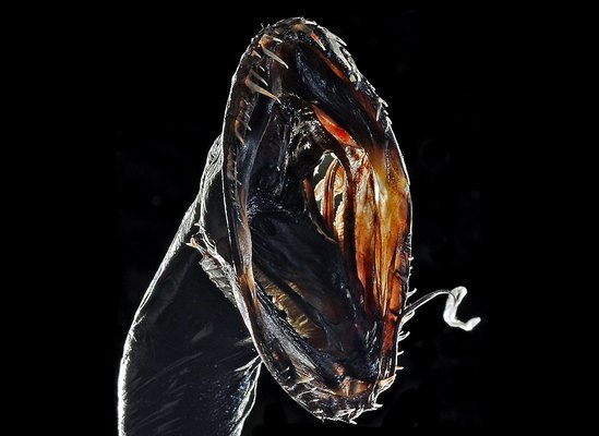 sixpenceee:  Black Dragonfish  This is a barbeled dragonfish,  found circum-globally