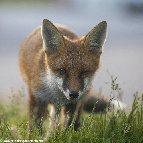 Winking fox by colskiguitar One of the local urban foxes, just 5 minutes away from my house in the c