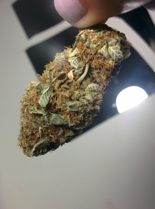 sin-and-sinsemilla: .picked some really pretty flowers today…