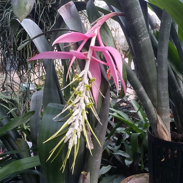 A quick Billbergia porteana in passing for you this morning. Have a great day!! #billbergiaporteana #bromeliad #greenhouse #Botany #uconneeb #UConn — view on Instagram...