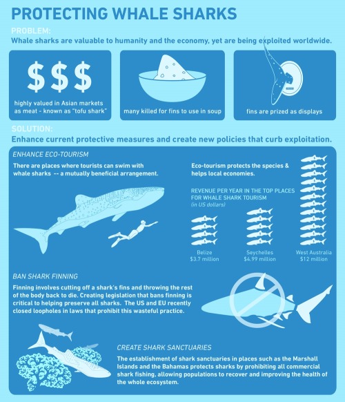 whatevermorleywhatever:Infographic: Whale Shark | by One World One Oceana reminder that whale sharks